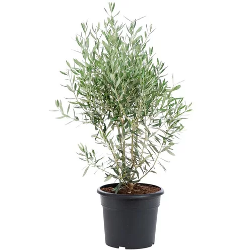 Sélection jardin:Olea Europaea ou Olivier en pot déco de 10 L