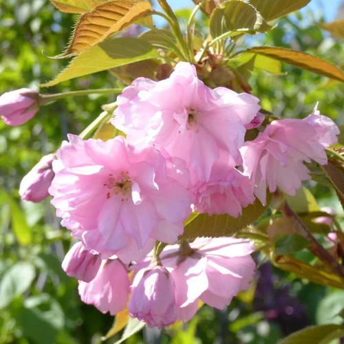 Esprit végétal：Cerisier du Japon Accolade (Prunus) 60/90. Le pot de 5 litres