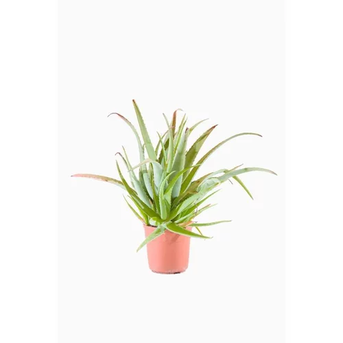 Jardin et nature:Aloe Vera en pot de 10 L vert