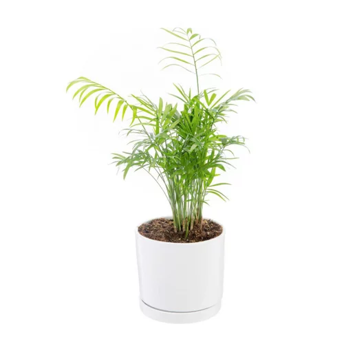 Jardin et confort:Chamaedorea Elegans vert en pot blanc émaillé botanic®. Le pot Ø 15 cm