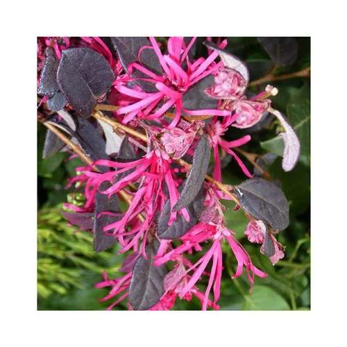 Pour mieux organiser vos extérieurs:Loropetalum Chinense Fire Dance rouge en pot