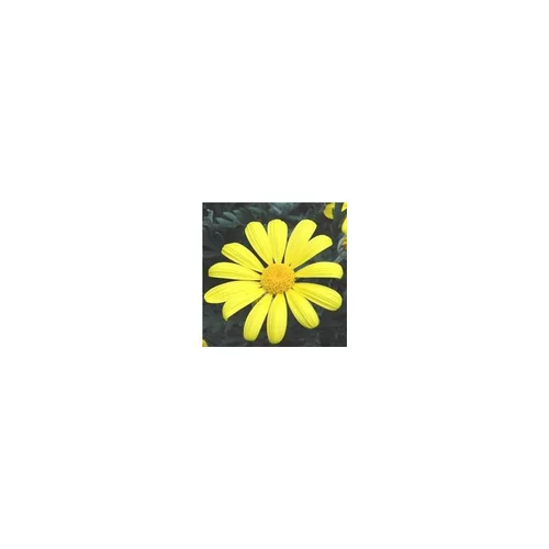 Bien pensé jardin：Euryops Pectinatus - Le pot de 10,5 cm
