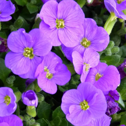 Pour personnaliser vos extérieurs:Aubriète (Aubrieta) à fleurs violettes - Le pot de 0,7 litre