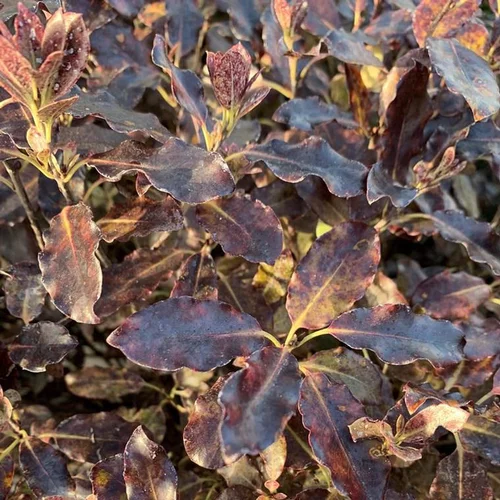 Utile dehors：Pittosporum Tenuifolium Tom Thumb boule. Le pot de 5 litres