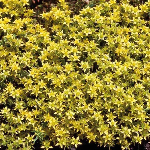 Jardin extérieur:Sedum Acre Aureum - Le pot de 9 x 9 cm