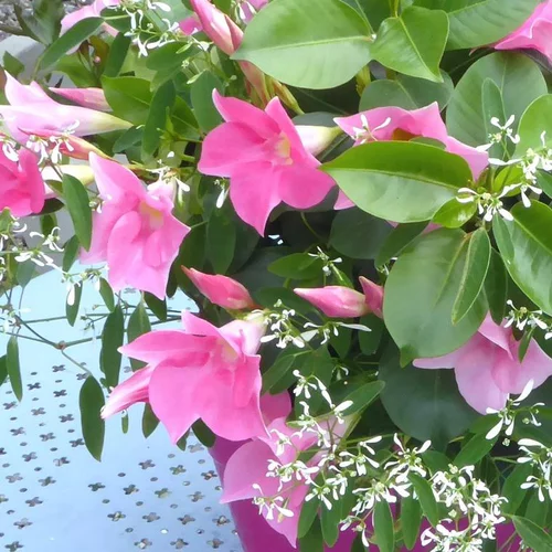 Déco pour le jardin:Dipladenia + Summer Snow. La coupe de 40 cm