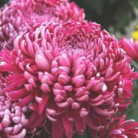 Maison & jardin：Chrysanthème à grosses fleurs 8/10 fleurs. Le pot en terre de 3 litres