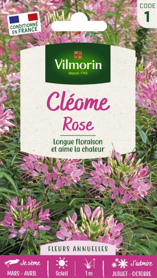 Extérieur moderne：Graines de Cléome rose Vilmorin - graines à semer