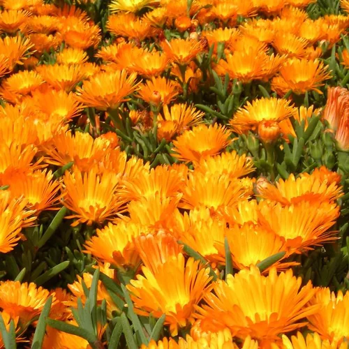 Le pratique pour l’extérieur:Lampranthus - La jardinière