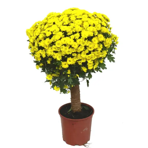 Pour votre quotidien:Chrysanthème multifleurs tige - Le pot de 3 litres