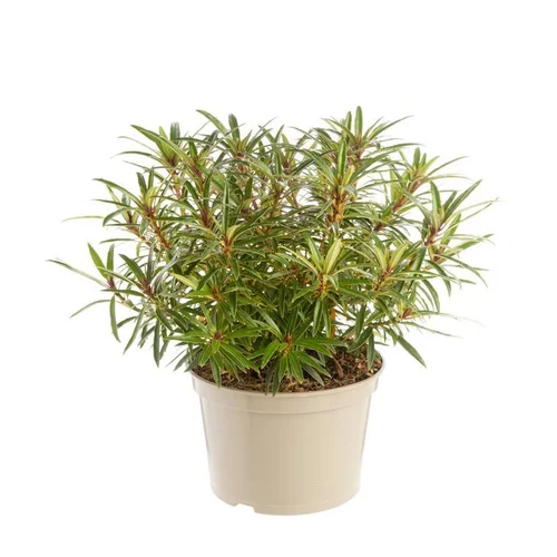 Sélection extérieure:Rhododendron graziella rose en pot de 7,5 L