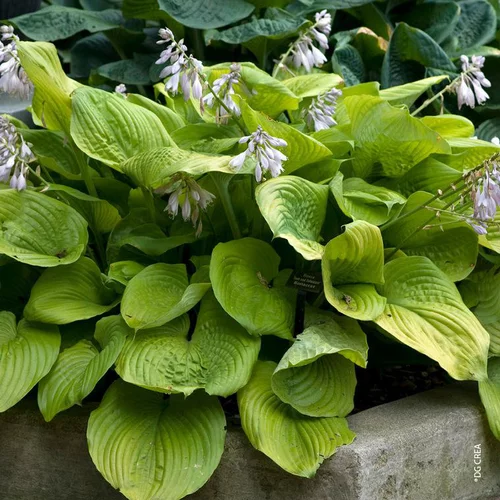 Bien au jardin：Hosta 'Sum And Substance' - Le pot de 2 litres