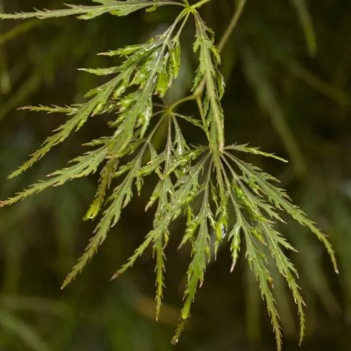 Loisirs jardin:Acer Palmatum Dissectum Ornatum (Erable du Japon) en pot de 200 L rouge