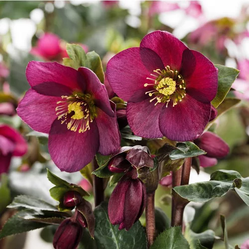 À découvrir pour l’extérieur：Hellébore (ou Rose de Noël) HGC ® Ice N'Roses ® Red violet - Le pot de 4 litres