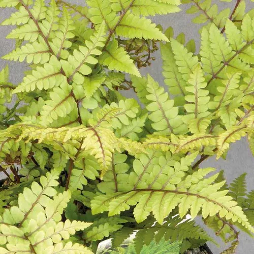 L’esprit jardin:Athyrium othophorum okanum - Le pot de 9 x 9 cm