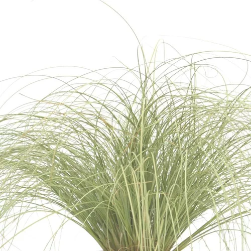 Une idée pratique pour le jardin：Carex Comans 'Frosted Curls' - Le pot de 1 litre