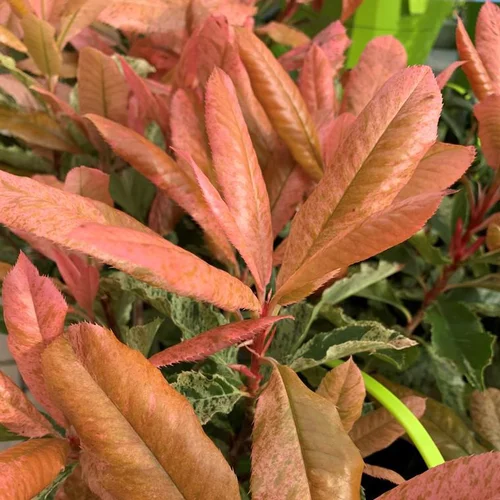 Jardin pour tous：Photinia Serratifolia Pink Crispy® rose. Le pot de 3 litres