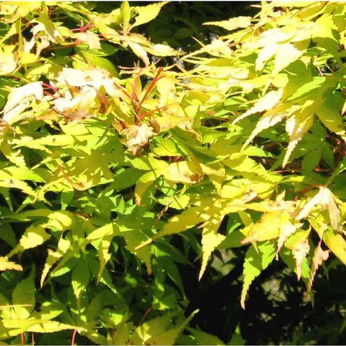 Pour donner du style au jardin:Érable du Japon Katsura orange. Le pot de 15 litres