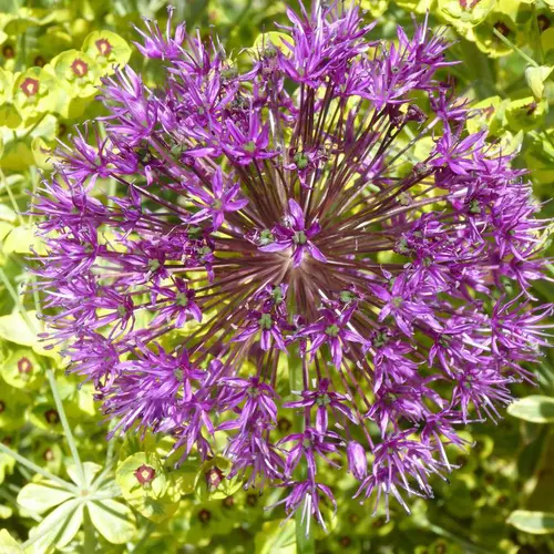 Jardin durable：Allium Millenium - Le pot de 3 litres