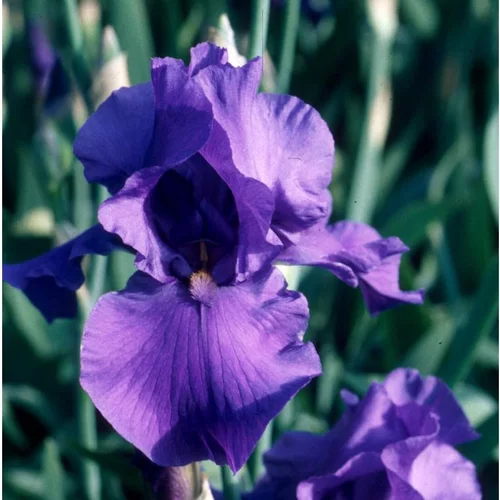 Accessoire jardin：Iris des Jardins 'Mer du Sud' - Le pot de 1 litre