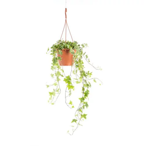 Extérieur essentiel：Hedera Gold Child Panaché suspension Ø19xH55 cm