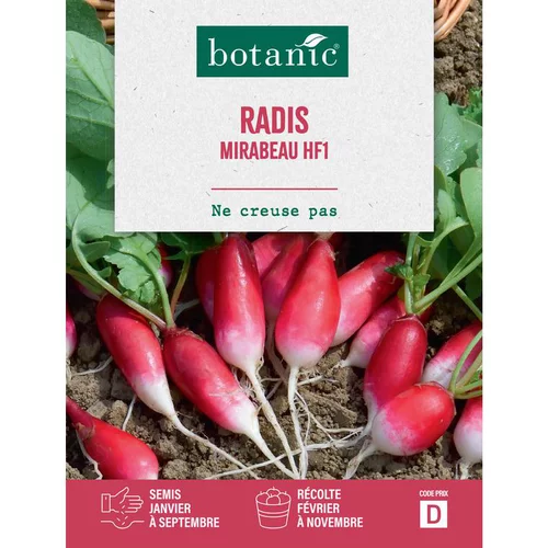 Idéal pour vos extérieurs：Graines de radis mirabeau HF1 botanic® - graines à semer