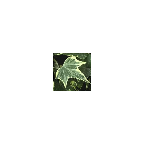 Essentiel nature:Lierre ou Hederra. Le pot de 10,5 cm