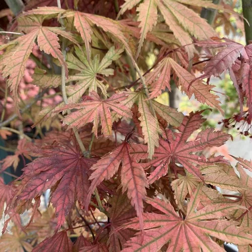 Solution nature:Érable du Japon Ariadne orange. Le pot de 3 litres