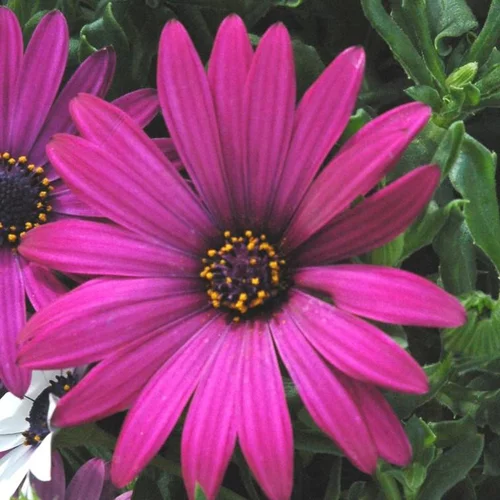 Essentiel maison:Ostéospermum dimorphothéca - Avec cache pot