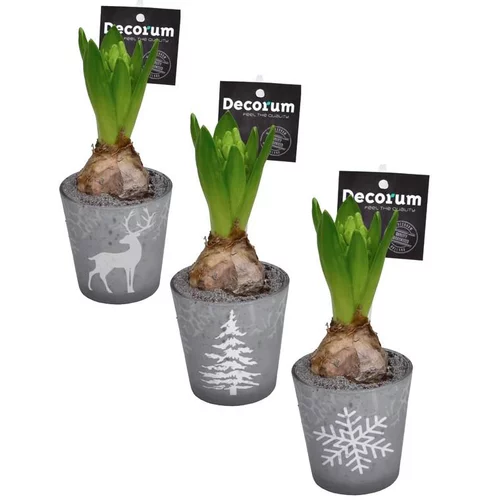 Une sélection pensée pour le jardin:Jacinthe divers coloris en pot déco de 9 cm