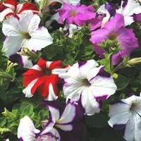 À avoir au jardin：Pétunia à massifs - La barquette de 6 plants