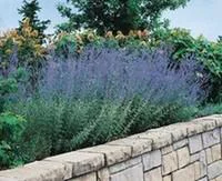 Un atout pour le jardin：Sauge de Sibérie (Perovskia Atriplicifolia) 40/60. Le pot de 3 litres