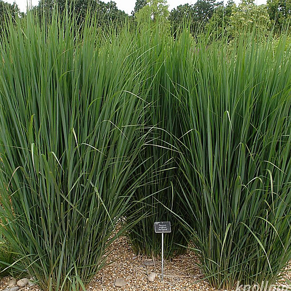 6 x Panic effilé 'Northwind' – Panicum 'Northwind', godet 9cm x 9cm