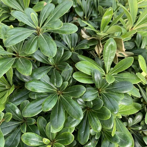 Essentiel extérieur:Pittosporum Tobira Compactum vert. Le pot de 5 litres