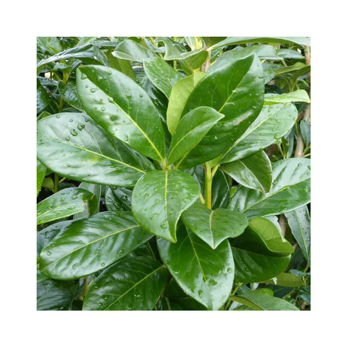 Une sélection pensée pour l’extérieur:Laurier cerise ou Laurier palme Caucasica vert. Le pot de 3 litres