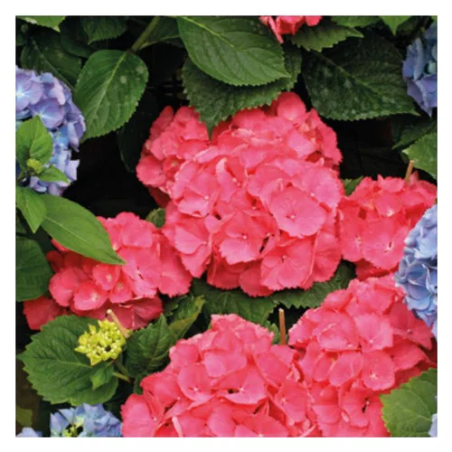 Idée extérieure：Hortensia. Le pot de Ø 13 cm