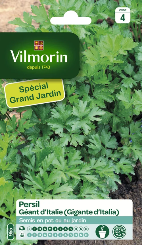 Sélection au jardin：Persil Géant d'Italie Vilmorin - graines à semer