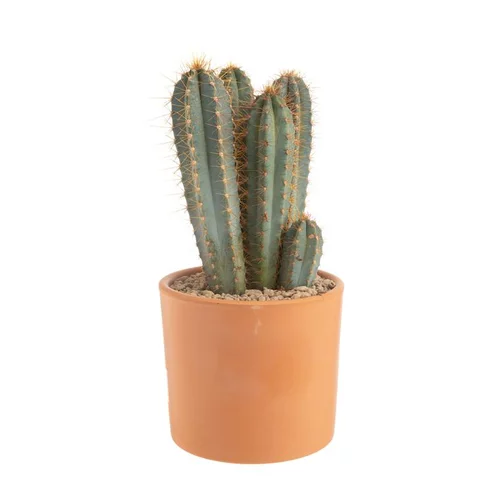 Une solution pratique pour le jardin：Pilosocereus azureus en pot terre cuite H 10 x Ø 20 cm