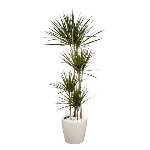 Sélection utile:Dracaena marginata 4 tiges et son pot Classico premium Ø 35 blanc