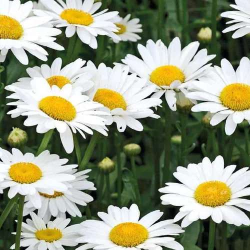 Jardin pour tous:Marguerite de Printemps - Le pot de 9 x 9 cm