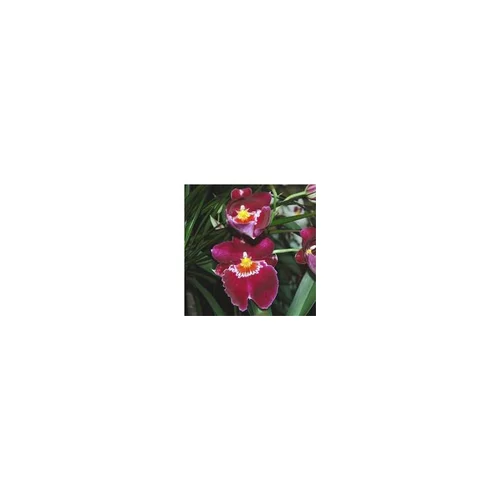 Utile au jardin：Miltonia 2 Branches botanic® Pot Ø12 cm