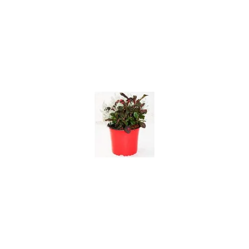Confort pour le jardin：Duo Calocephallus-Alternanthera - Le pot de 12 cm