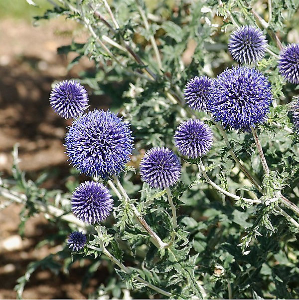 6 x Boule azurée – Echinops ritro, godet 9cm x 9cm