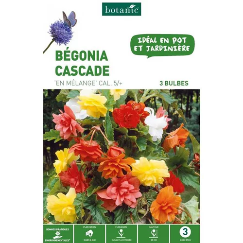 Pour la maison et l’extérieur:Bégonia Pendula en mélange botanic® - 3 bulbes