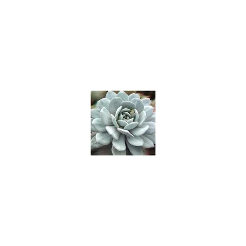 Jardin à découvrir：ECHEVERIA - Le pot de 3 litres