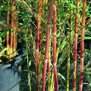 Jardin simple:Bambou Aureosulcata Spectabilis 150/200 cm en pot de 18 L