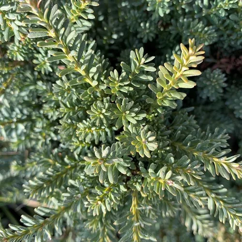 Vie au jardin：Podocarpus lawrencei 'red tip'