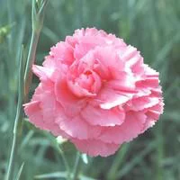 Choix malin：Œillet Nain - La coupe de 25 cm