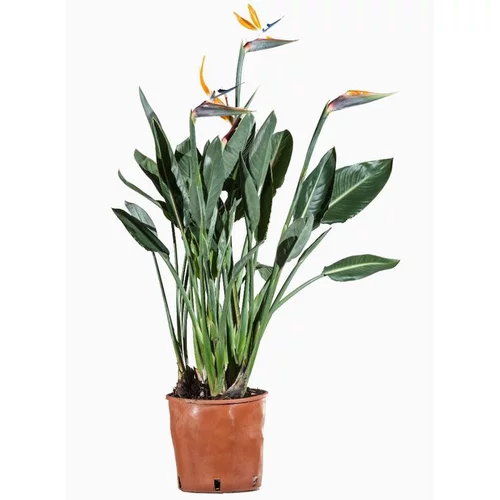 Jardin équipement:Strelitzia Reginae (Oiseau de paradis) en pot de 2 L orange