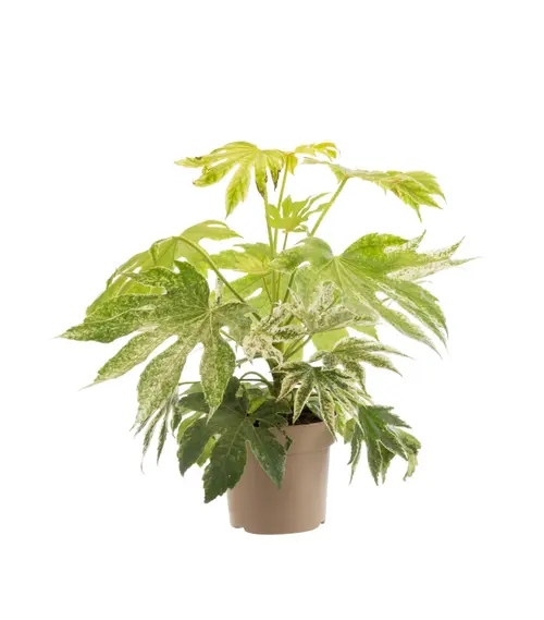Jardin fonctionnel:Aralia ‘Spider’s Web’ – Fatsia japonica - Pot 4